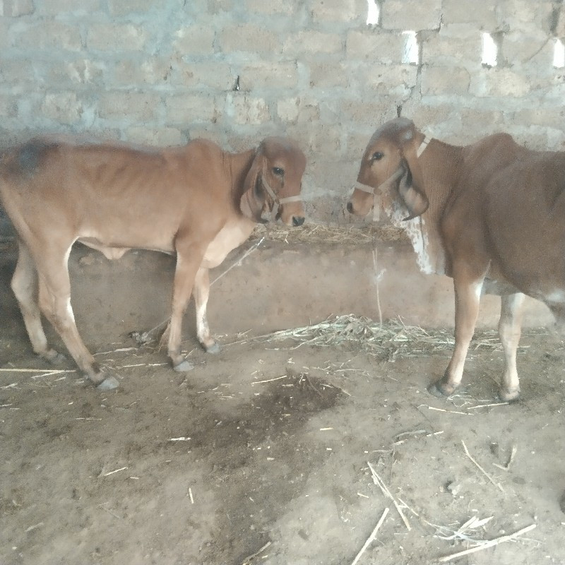 બે ગીર વાસુડી