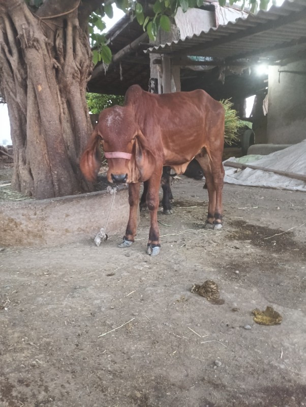 વાસડી  વેસવાની...
