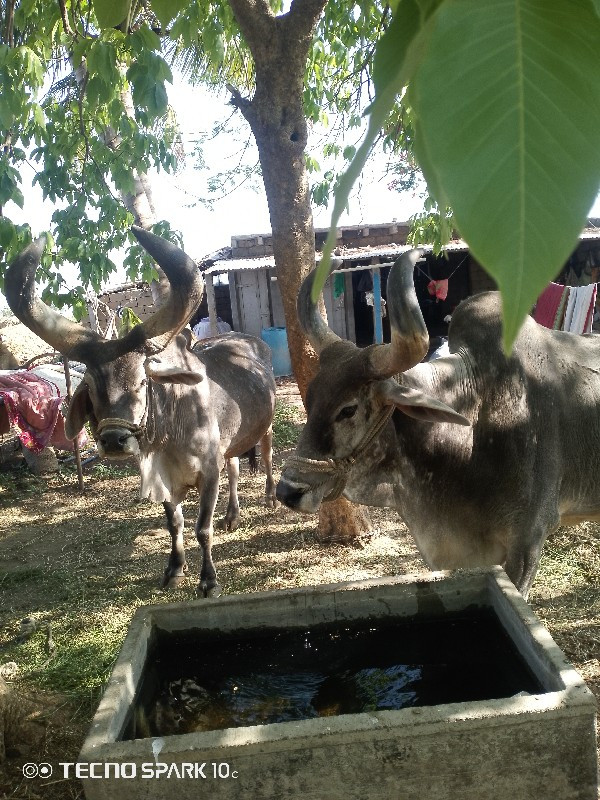 બળદ વેચવાના છે