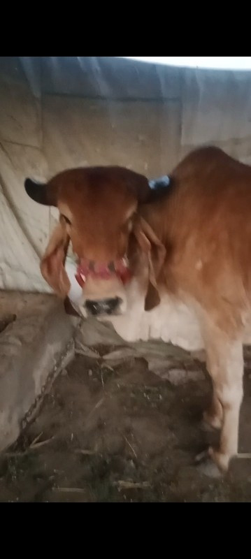 ઓડકી