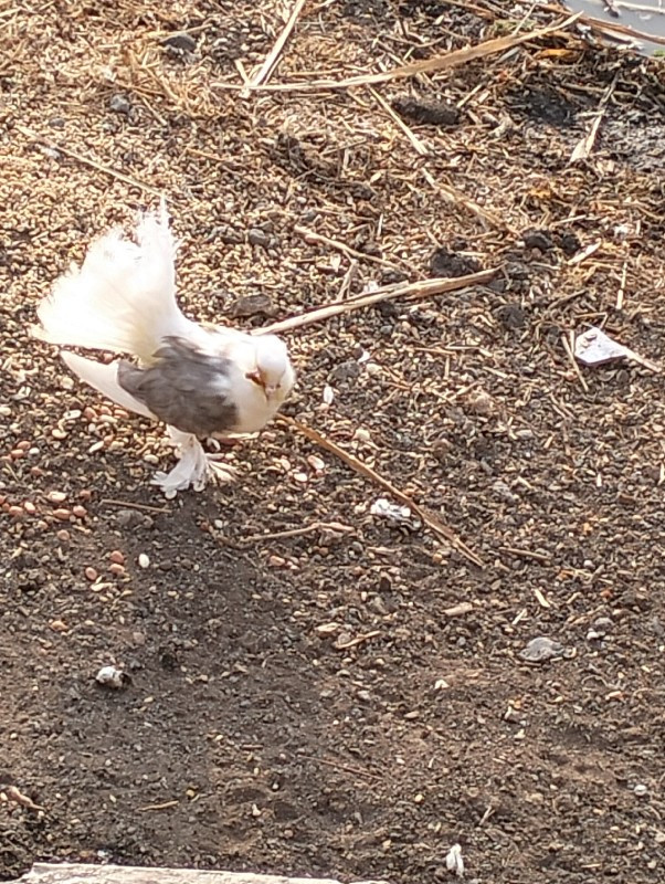 5કબૂતર છેઃ