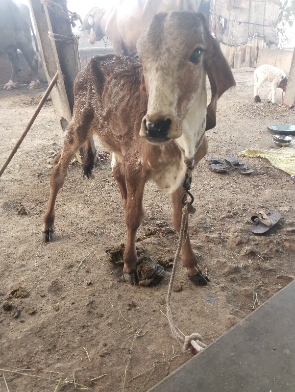 ગાય વેચવાની છે...