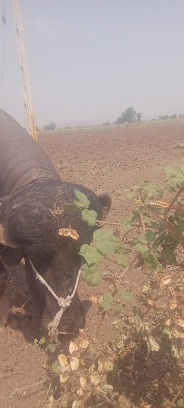 આ પાડો વેચવાનો...