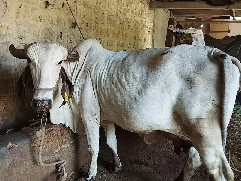 લીલડી ગાય વેચવા...