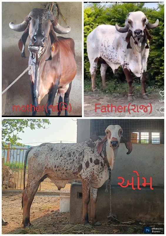ગીર બુલ વેચવાનો...