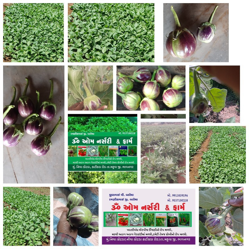 મોર પિંછ રીગણી...