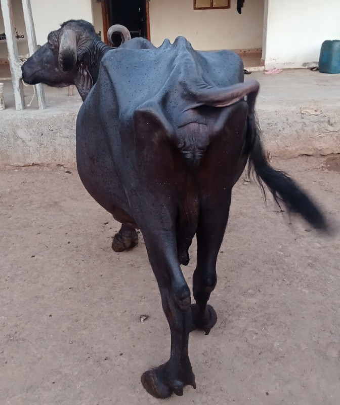 ભેંસ વેચવાની છે