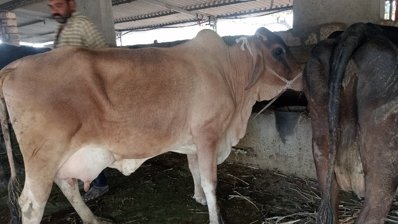 ઍ