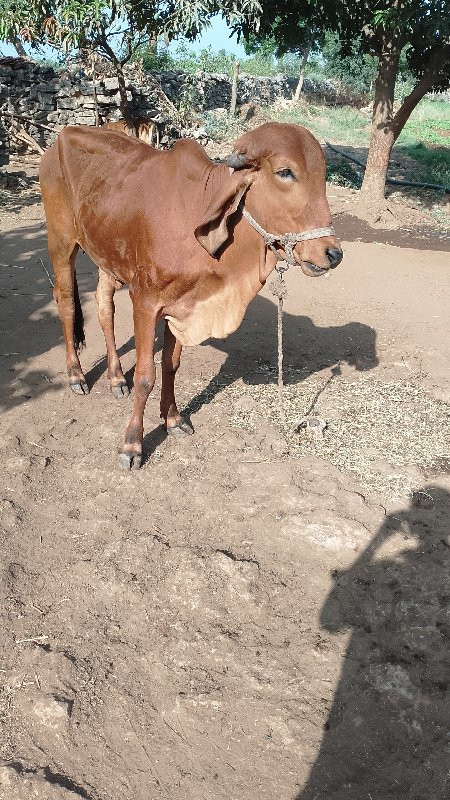 વાછડી