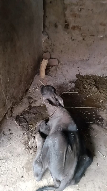 વેચવાની