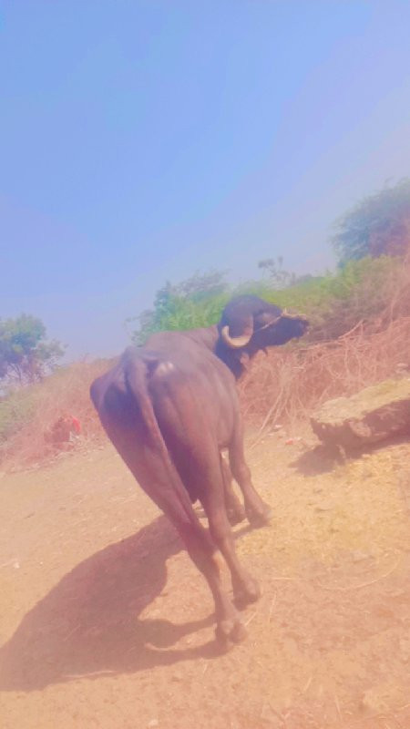 આ પાડો વેચવાનો...