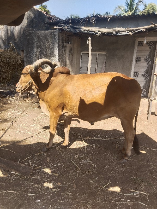 બળદ વેચવાનો છે...