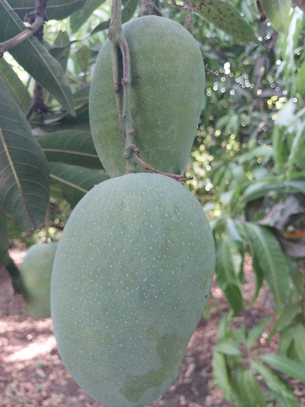 બગીચા ઈજારો
