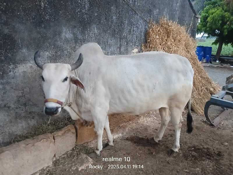 બળદ વેસવા નો સે