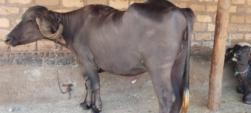 ભેંસ વેચવા ની છ...
