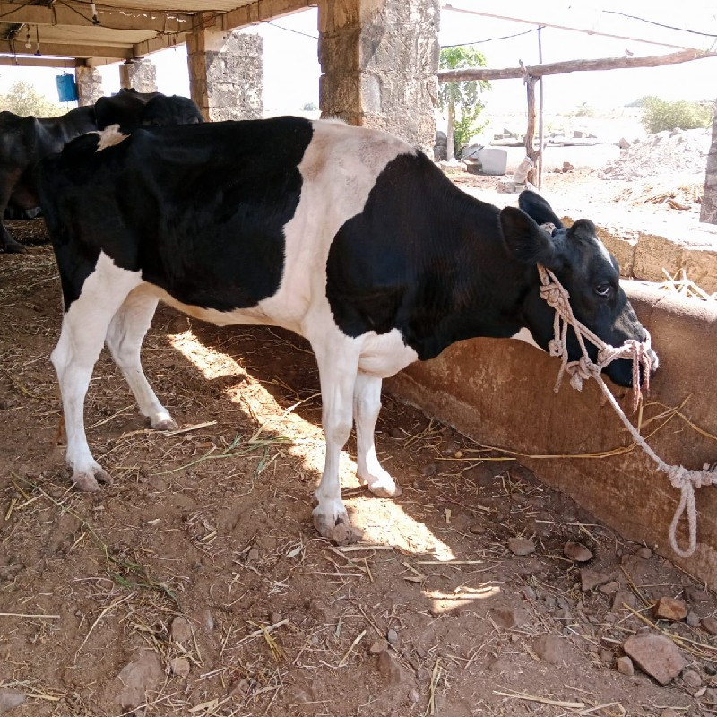 જર્સી ગાય 4 વરસ...