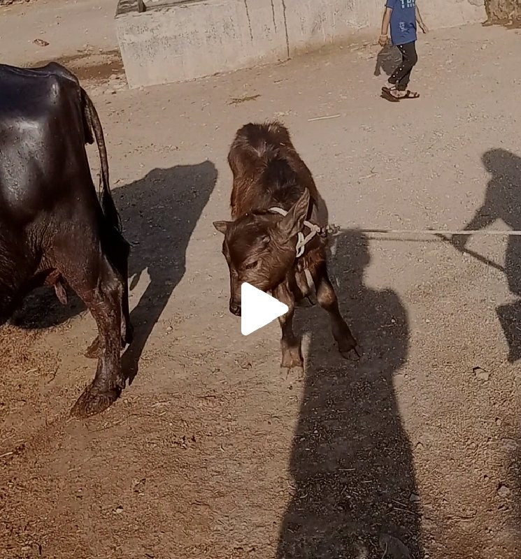ભેશ