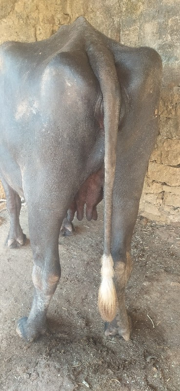 દેવભૂમિ દ્વારકા...