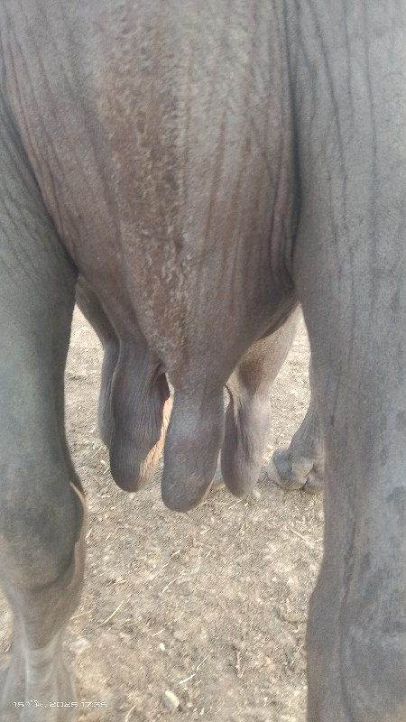 ભેંસ વેચવાની છે