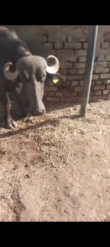 Bhains PIL veda...