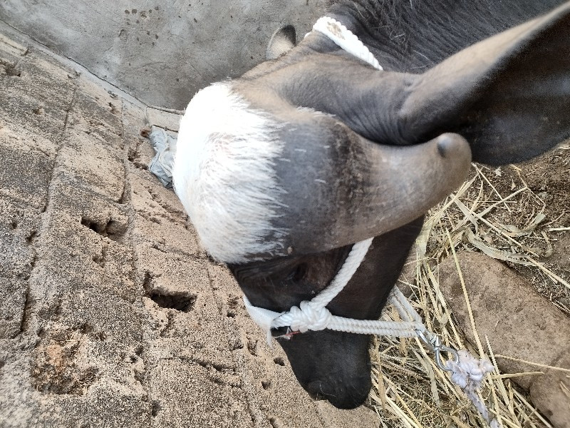નવસદ્ધી પાડી વે...