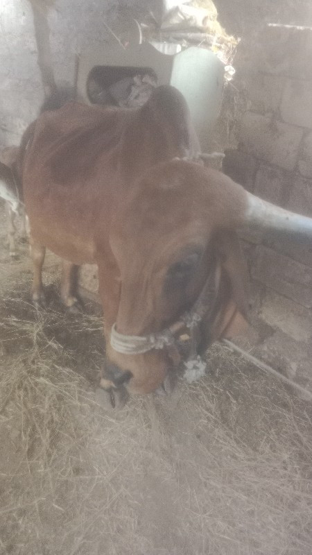 ગાય વેચવાનીછે