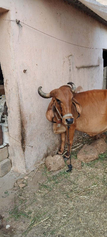 ગીર ગાય વેચવાની...
