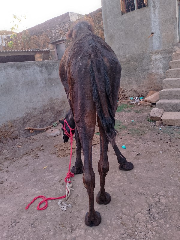 સાઢીયોવેસાવછે