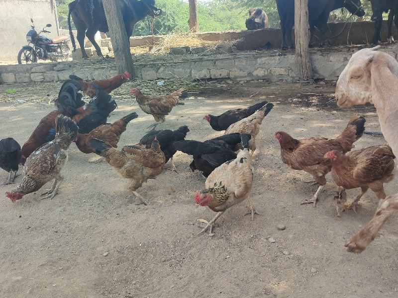 કુકડા