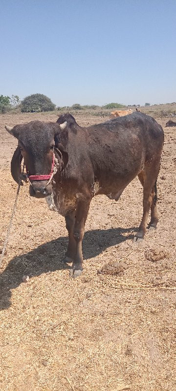 godhla vechavan...
