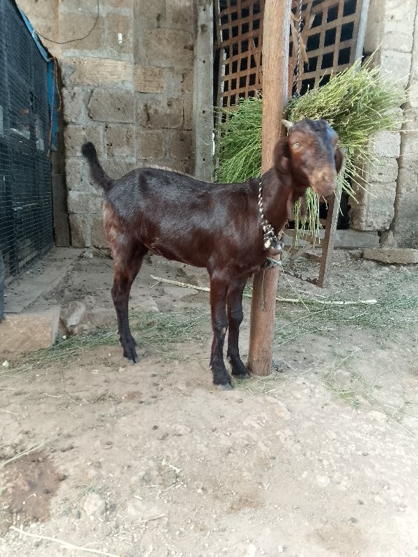 બચી વેચવાની છે