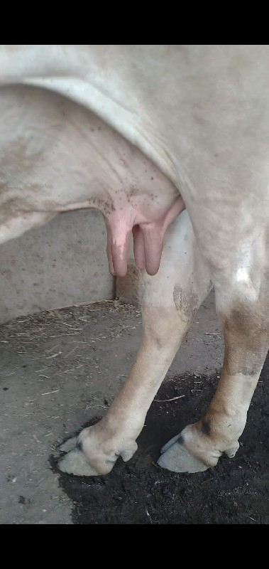 gay Vaswani se...