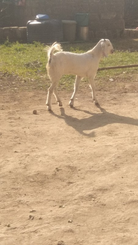 એક બકરો આઠ મહિન...