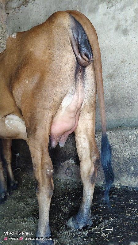 ગીર ક્રોસ