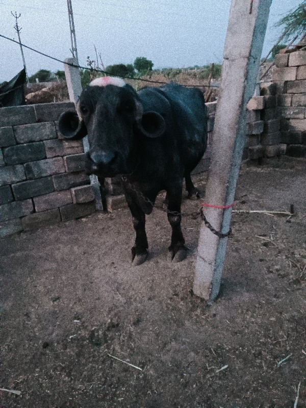 ગાભણી છે આઠ મહિ...