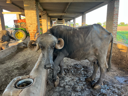 3 જૂ વેતર