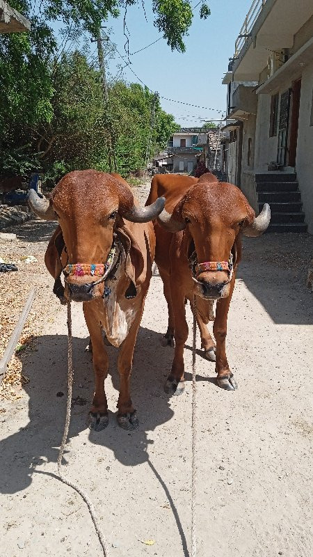 બધી