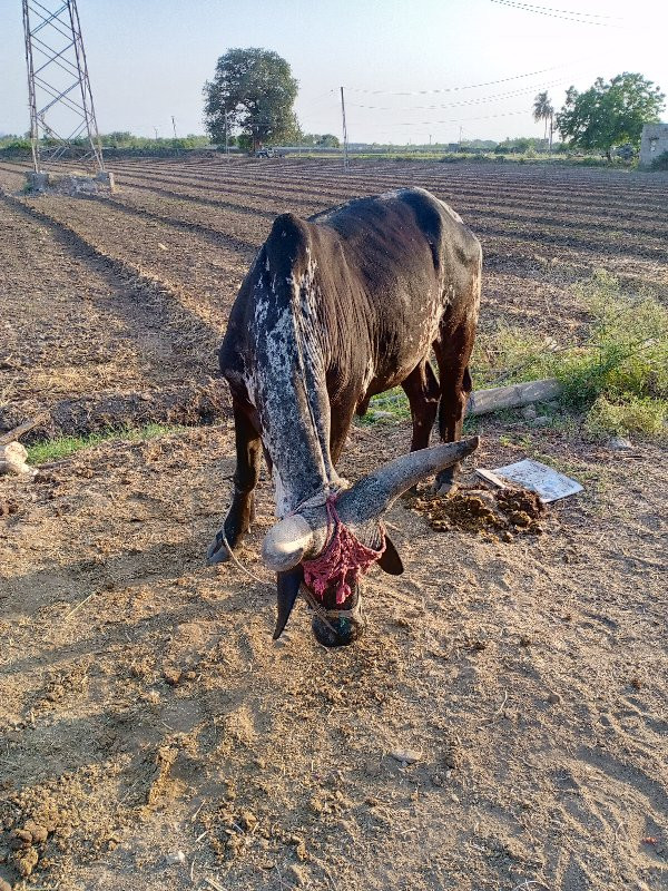 ગોઠલા વેચવાના છ...