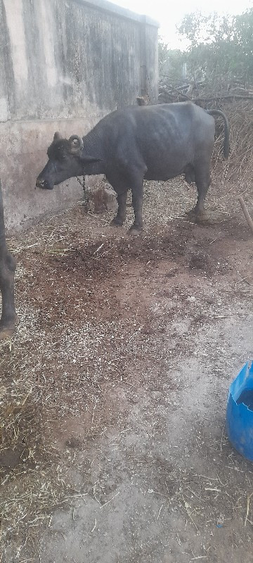 gisan bhai