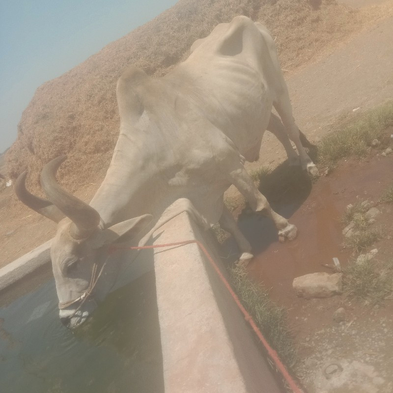 ખોલવા ગામ