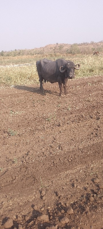 વેચવાની છે