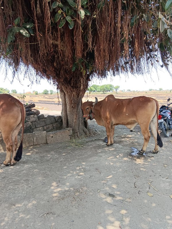 ગોઢલા વેચવાના છ...
