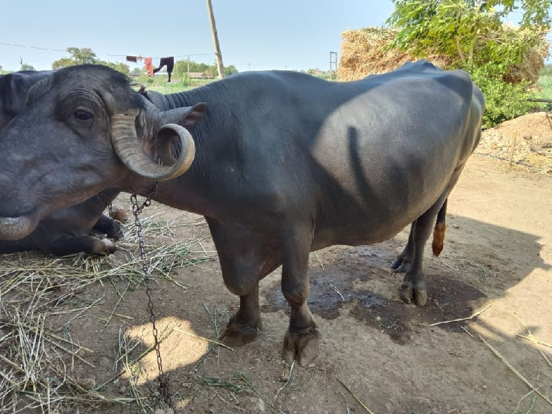 ભેસ વેચવાની ફુલ...