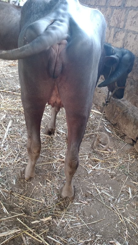 2 ખડેલી છે