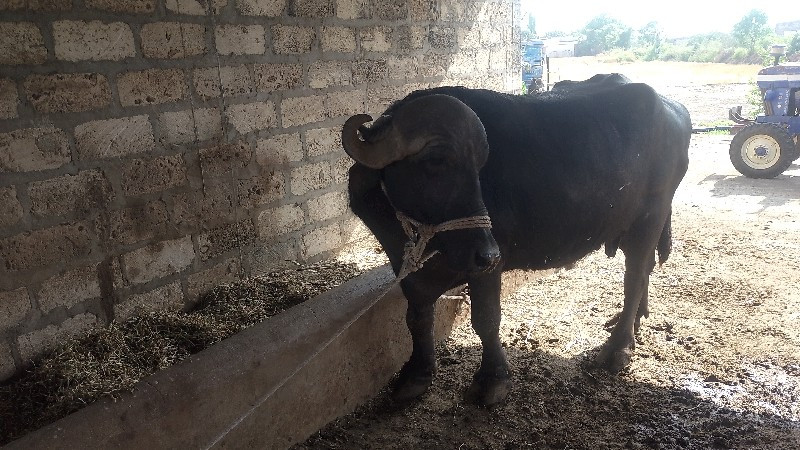 મેરૂ સાગણ ઓડેદર...