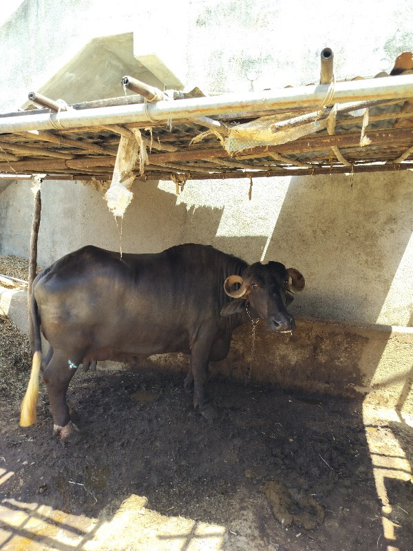 વેચવાનું છે