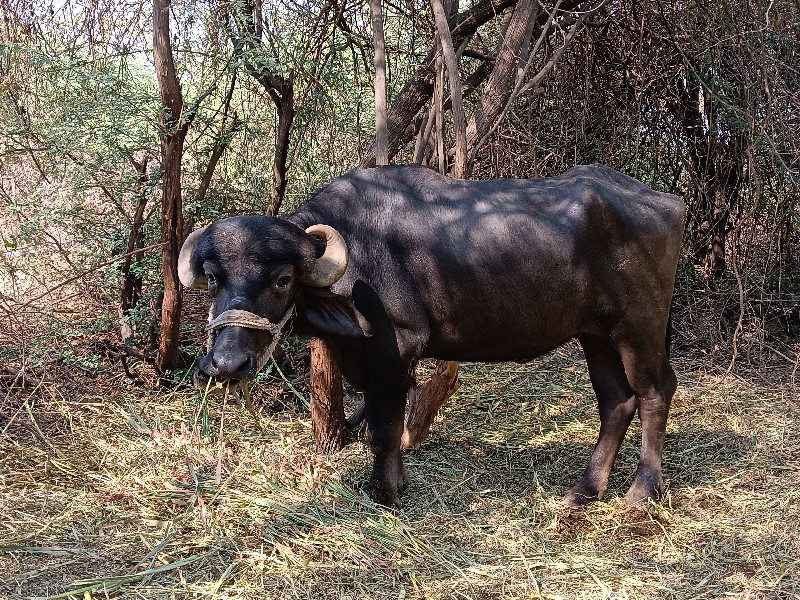 વેચવાનું છે