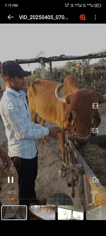બાળદ