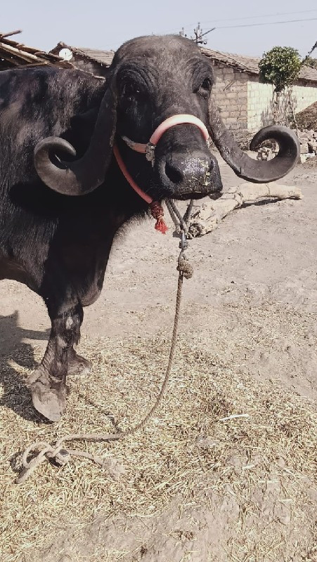 ભેંસ વેચવાની છે