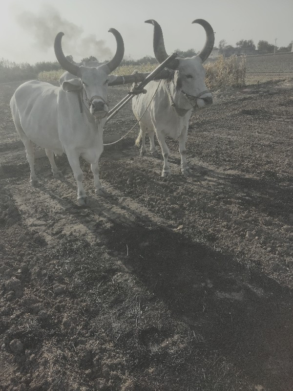 બરધ વેચવાના છે